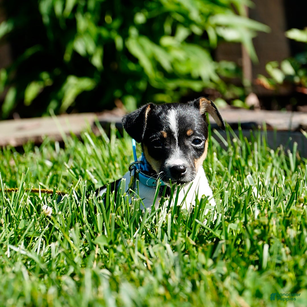 Toy Fox Terrier dogs for sale: Pearl - Image 3
