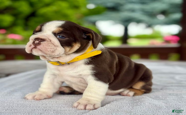 English Bulldog dogs for sale - Ad 1