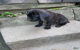 Cane Corso dogs for sale: Cane Corso 2 puppies - Image 3