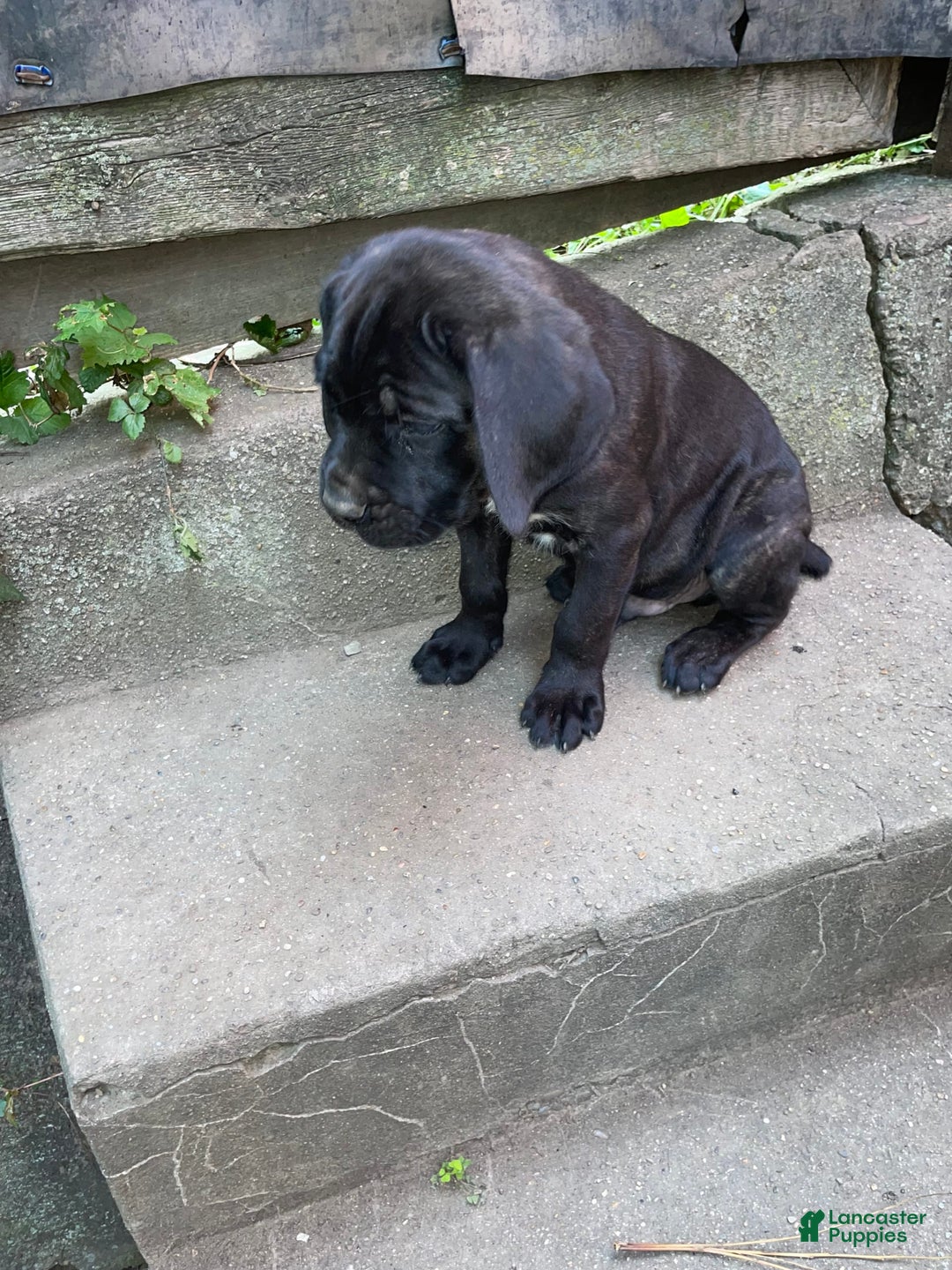 Cane Corso dogs for sale: Cane Corso 2 puppies - Image 3