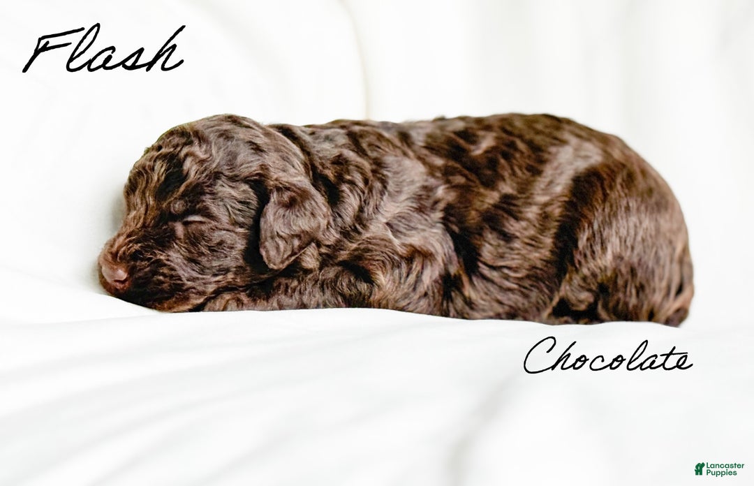 Standard Poodle dogs for sale: Flash - Image 5