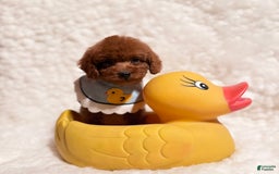 Toy Poodle dogs for sale: Peanut Teacup - Image 4