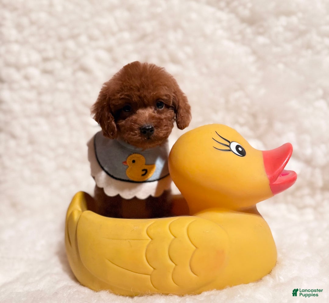 Toy Poodle dogs for sale: Peanut Teacup - Image 4