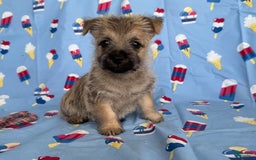 Cairn Terrier dogs for sale: Jay - Image 1
