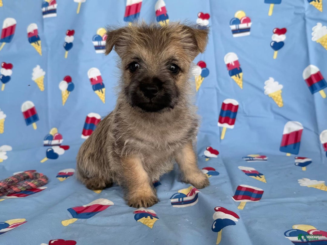 Cairn Terrier dogs for sale: Jay - Image 1