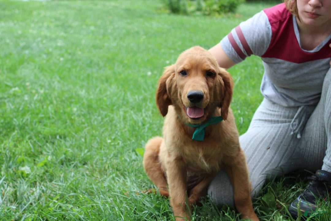 Golden Retriever dogs for sale: Gunther - Image 16