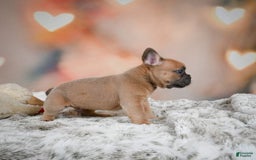 French Bulldog dogs for sale: Chase - Image 4