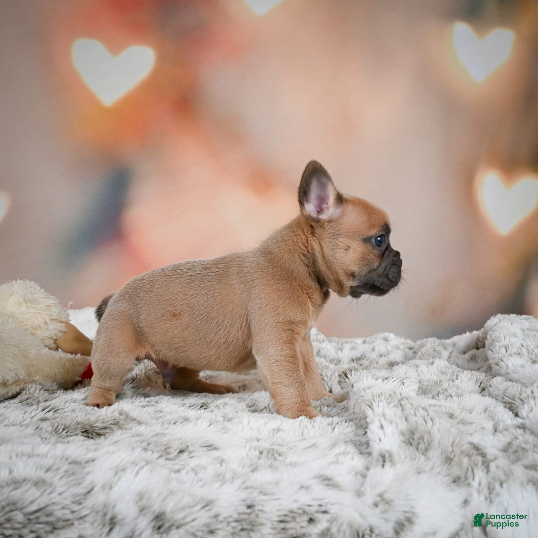French Bulldog dogs for sale: Chase - Image 4