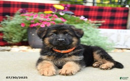 German Shepherd dogs for sale: Holly - Image 3