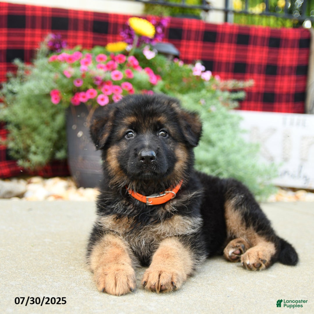 German Shepherd dogs for sale: Holly - Image 3