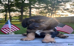 Cavapoo dogs for sale: Lads - Image 8