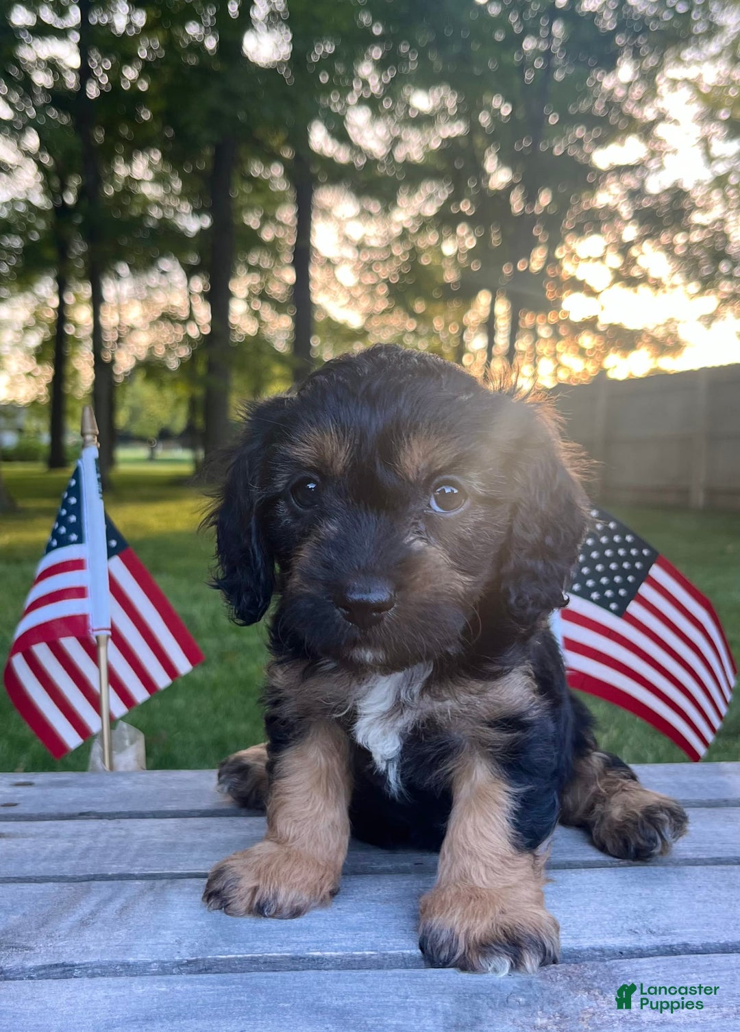 Cavapoo dogs for sale: Lads - Image 8