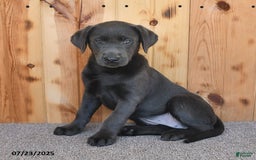 Labrador Retriever dogs for sale: Renee - Image 9