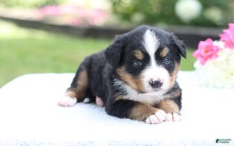 Bernese Mountain Dog dogs for sale: Paula AKC - Image 4