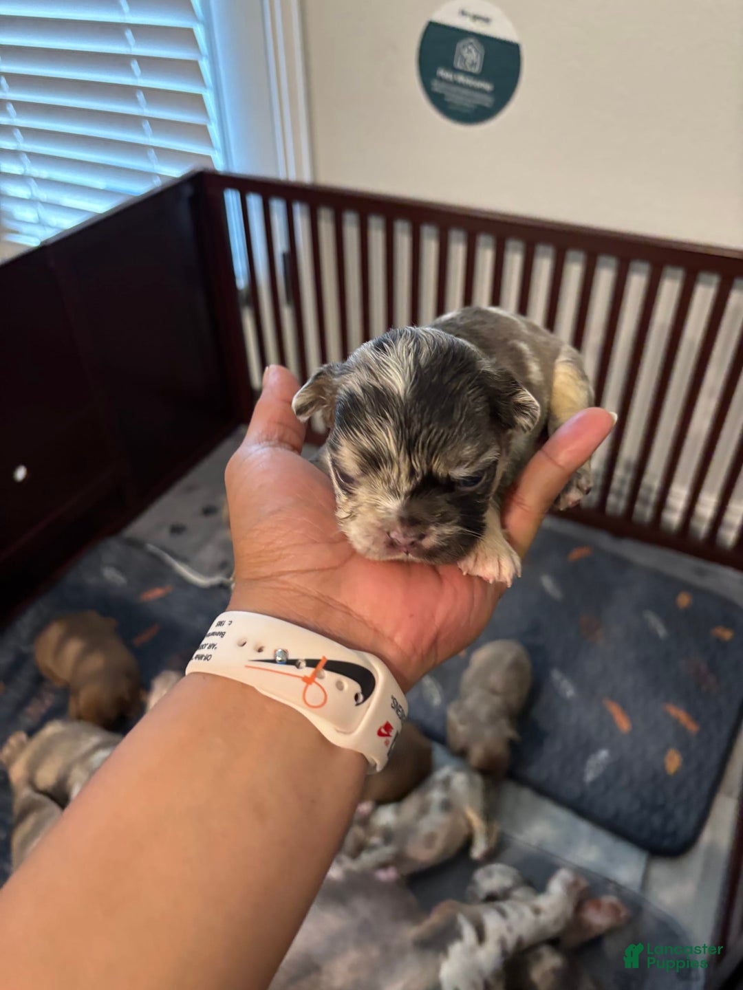 French Bulldog dogs for sale: Chuckie - Image 1