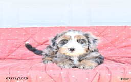 Miniature Bernese Mountain Dog dogs for sale: Vince - Image 5