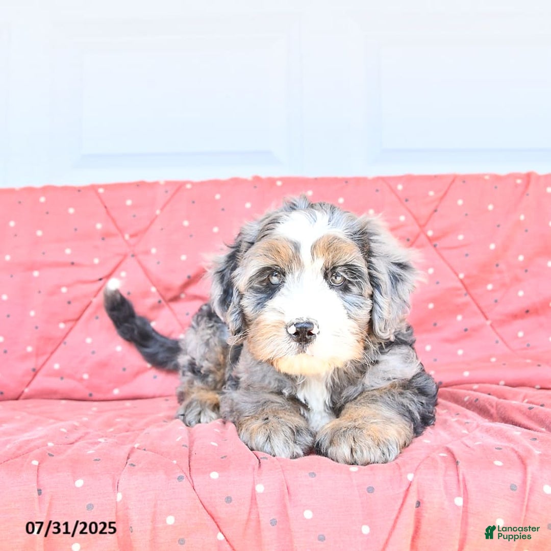 Miniature Bernese Mountain Dog dogs for sale: Vince - Image 5