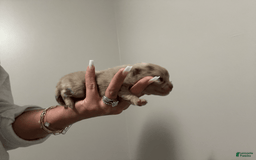 Pomeranian dogs for sale: Theodore - Image 3