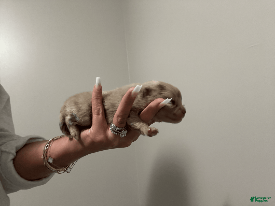 Pomeranian dogs for sale: Theodore - Image 3