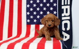 Mini Goldendoodle dogs for sale: Papusa - Image 1