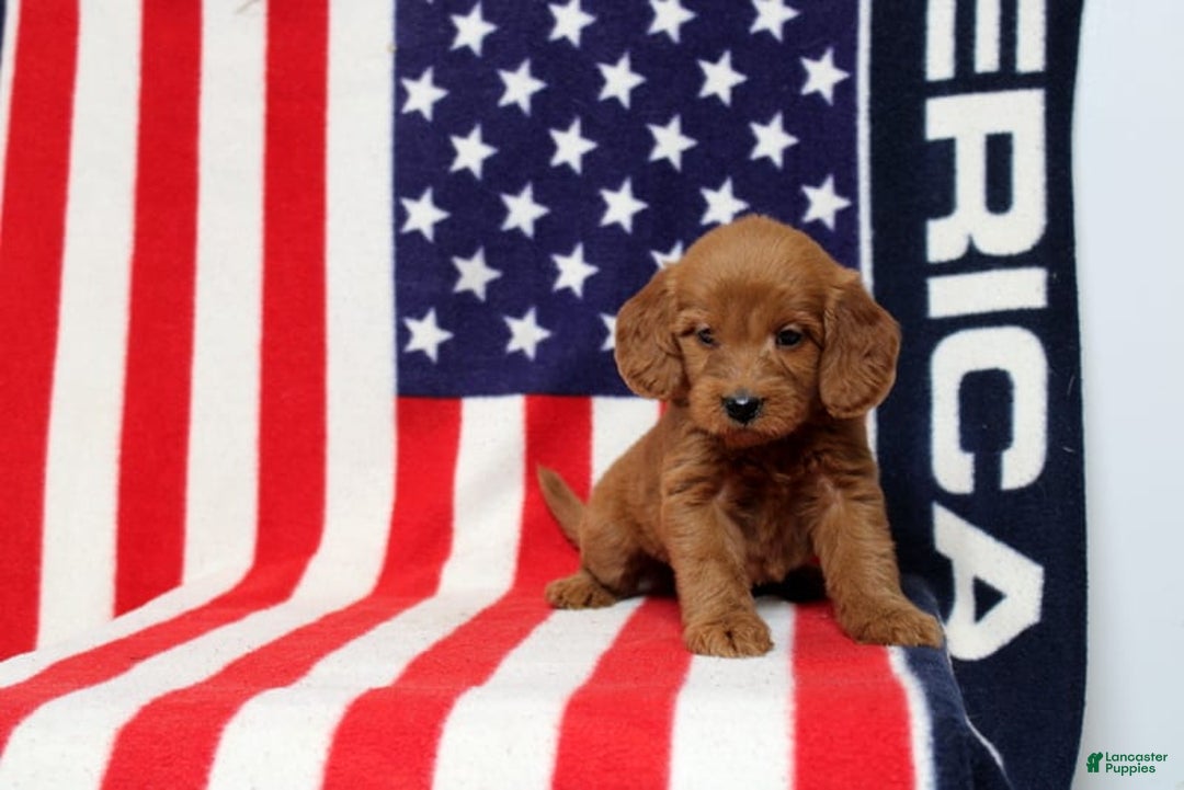 Mini Goldendoodle dogs for sale: Papusa - Image 1