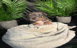 American Bully dogs for sale: Boots - Image 6