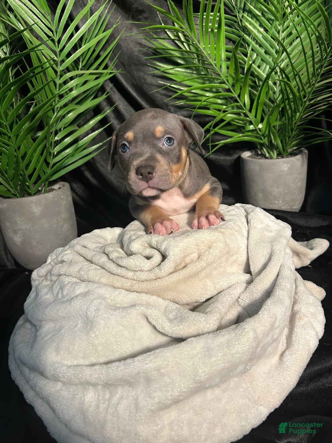 American Bully dogs for sale: Boots - Image 6