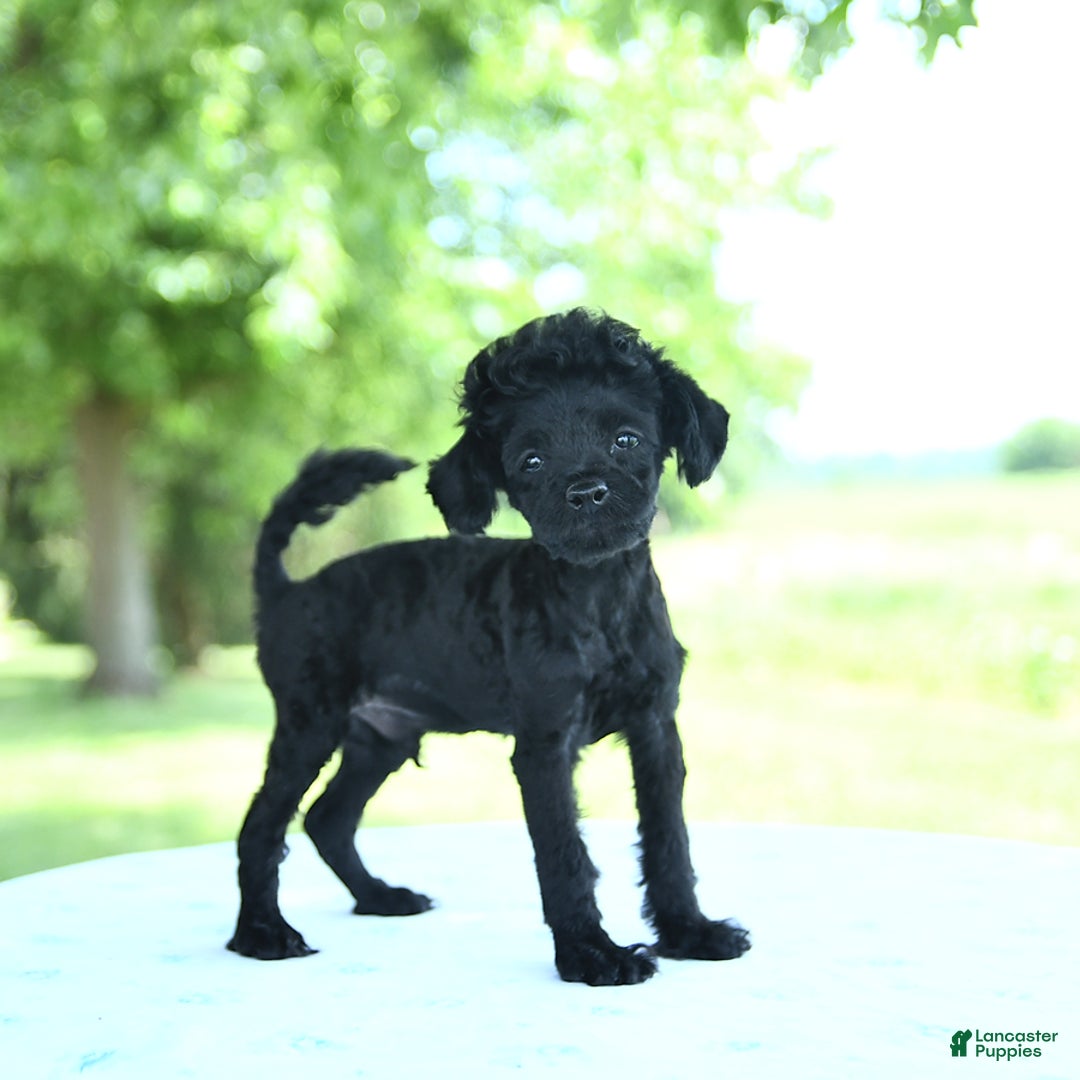 Toy Poodle dogs for sale: Shadow - Image 4