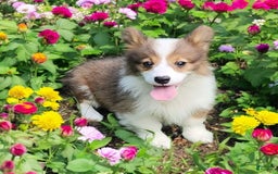 Welsh Corgi Pembroke dogs for sale: Teeka Fluffy - Image 14
