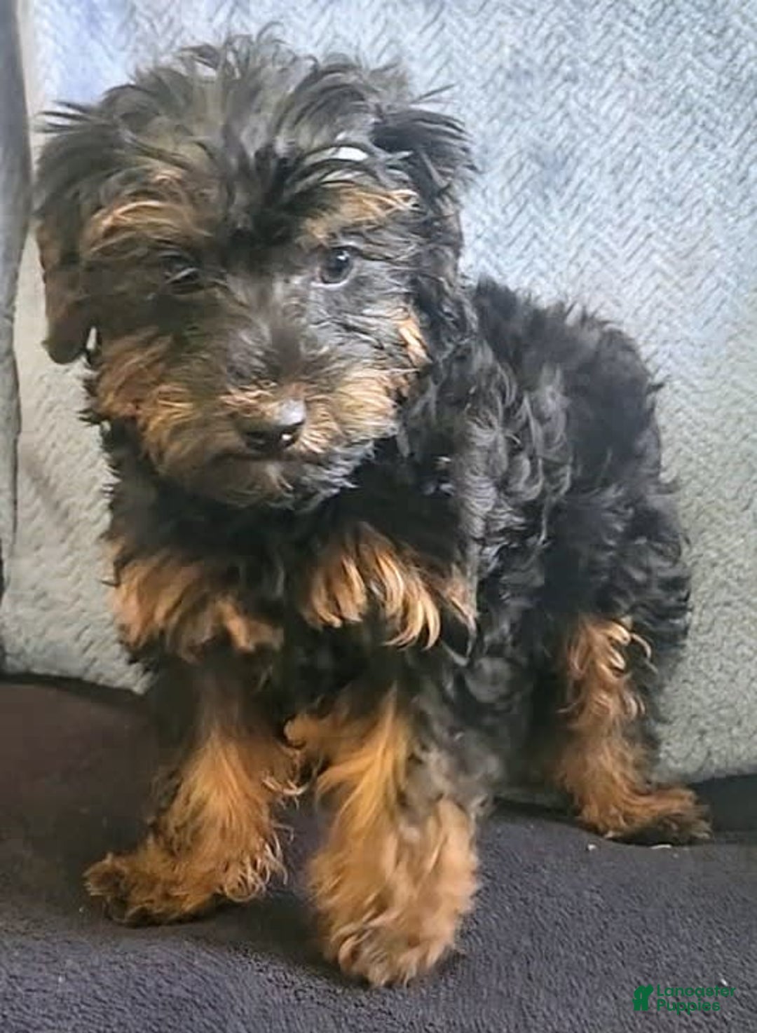 Yorkiepoo dogs for sale: Brownie - Image 3