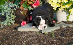 English Bulldog dogs for sale: English Bulldog 4 puppies - Image 2