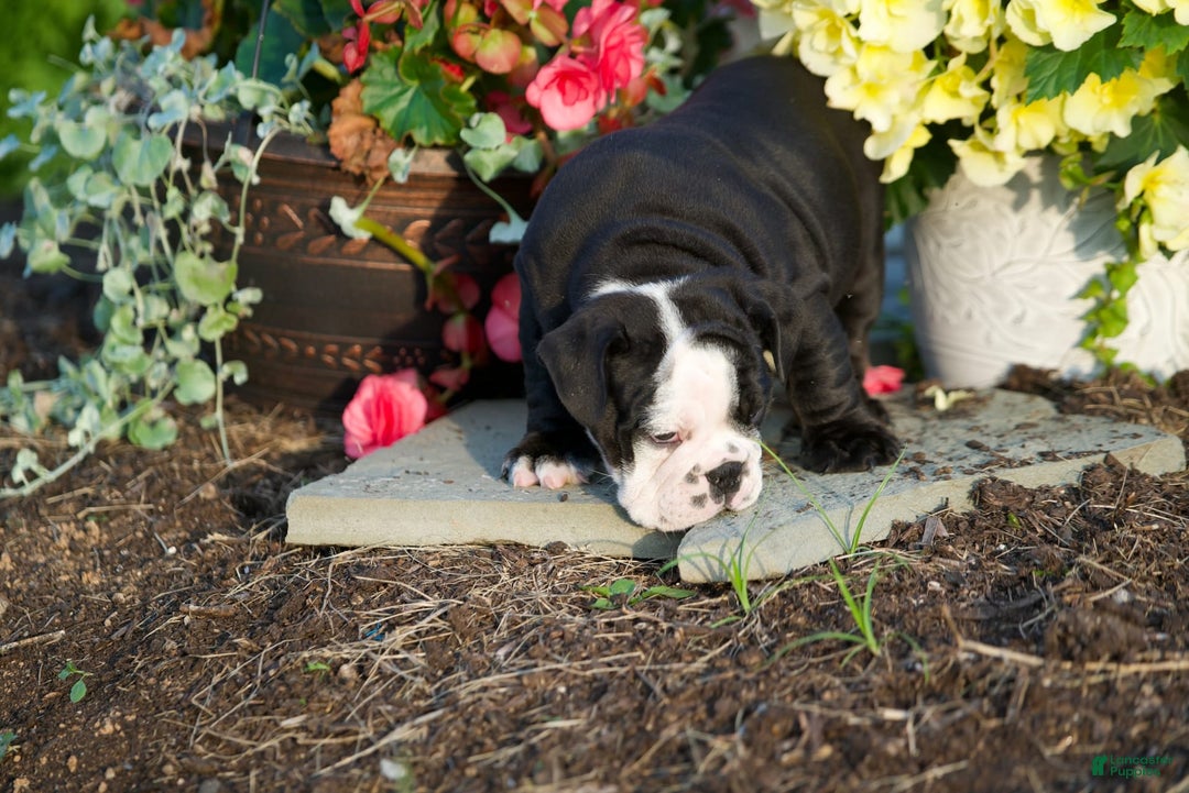 English Bulldog dogs for sale: English Bulldog 4 puppies - Image 2