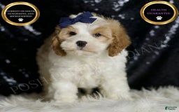 Cavapoo dogs for sale: Boink - Image 1