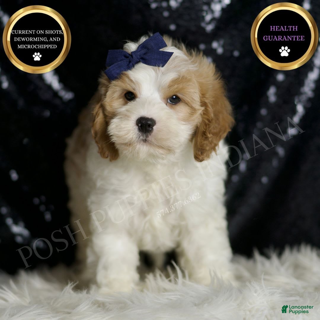 Cavapoo dogs for sale: Boink - Image 1