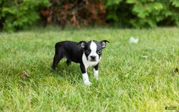 Boston Terrier dogs for sale: Tabi - Image 3
