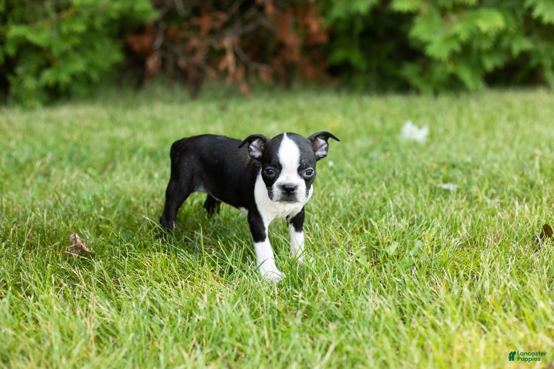 Boston Terrier dogs for sale: Tabi - Image 3