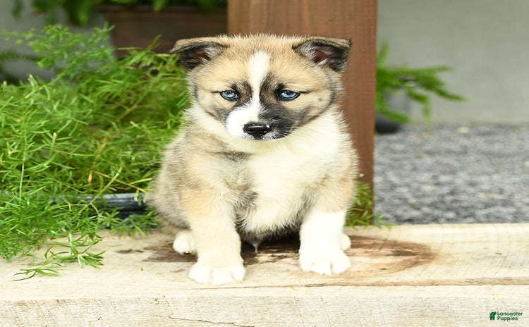 Pomsky dogs for sale - Ad 1