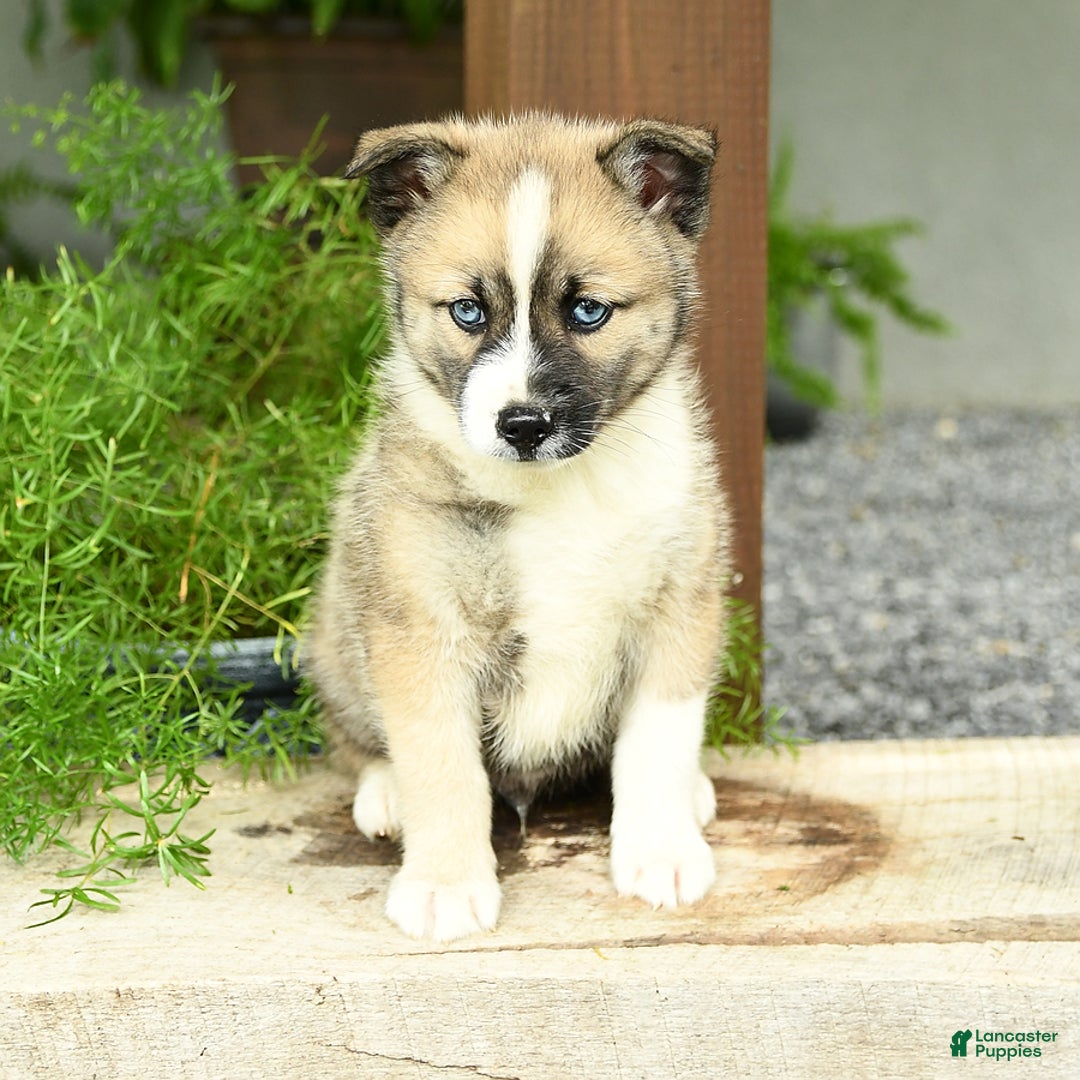 Pomsky dogs for sale: Harold - Image 1