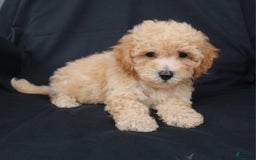 Bichpoo dogs for sale: Boyde - Image 2