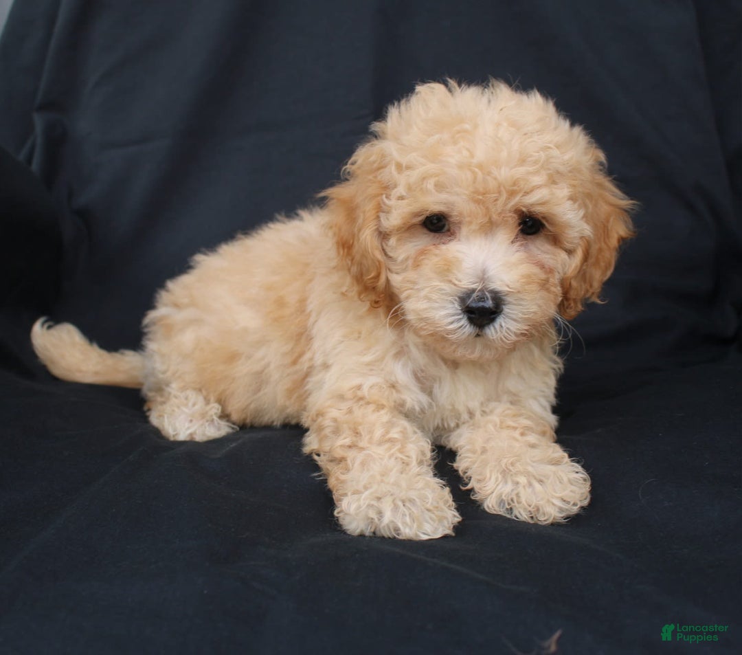 Bichpoo dogs for sale: Boyde - Image 2