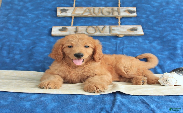 Goldendoodle dogs for sale - Ad 3