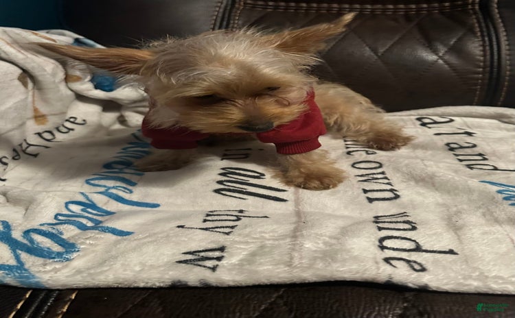 Yorkshire Terrier dogs for sale - Ad 2
