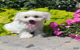 Coton De Tulear dogs for sale: Candy - Image 2