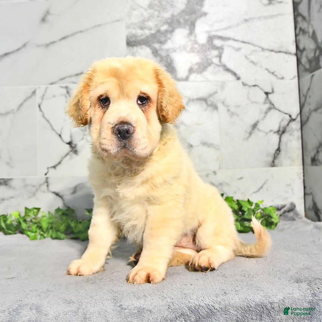 Mini Hippo dogs for sale: Bella - Image 4