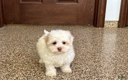 Havanese dogs for sale: Connor - Image 3