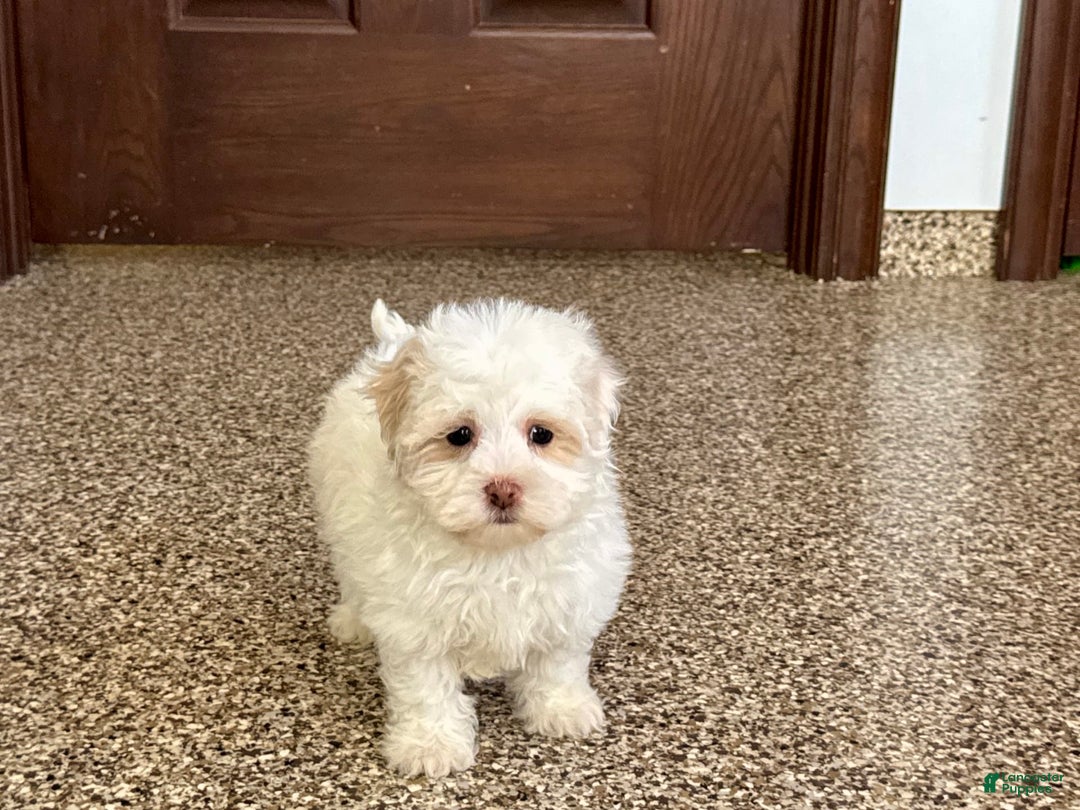 Havanese dogs for sale: Connor - Image 3