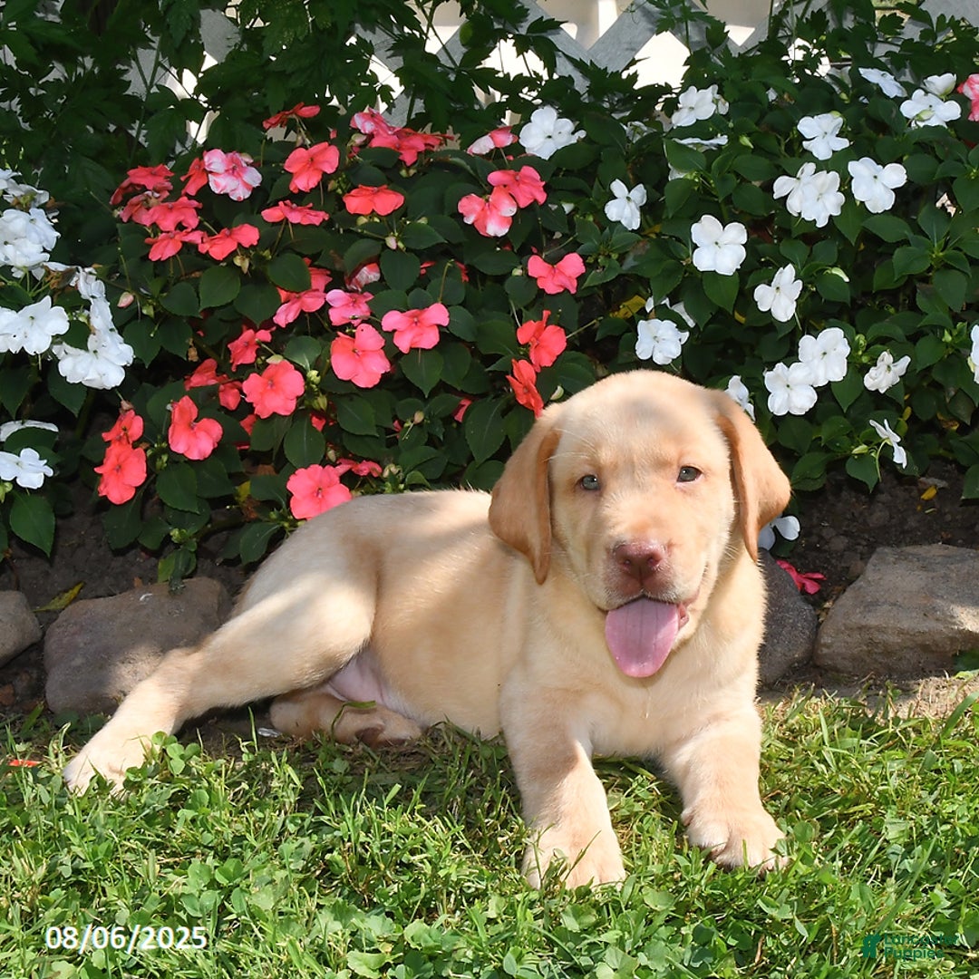 Labrador Retriever dogs for sale: Bruno - Image 4