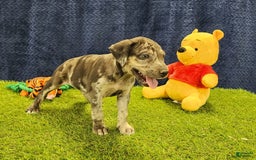 Catahoula Leopard Dog dogs for sale: Duchess 2025 Female 6 - Image 18