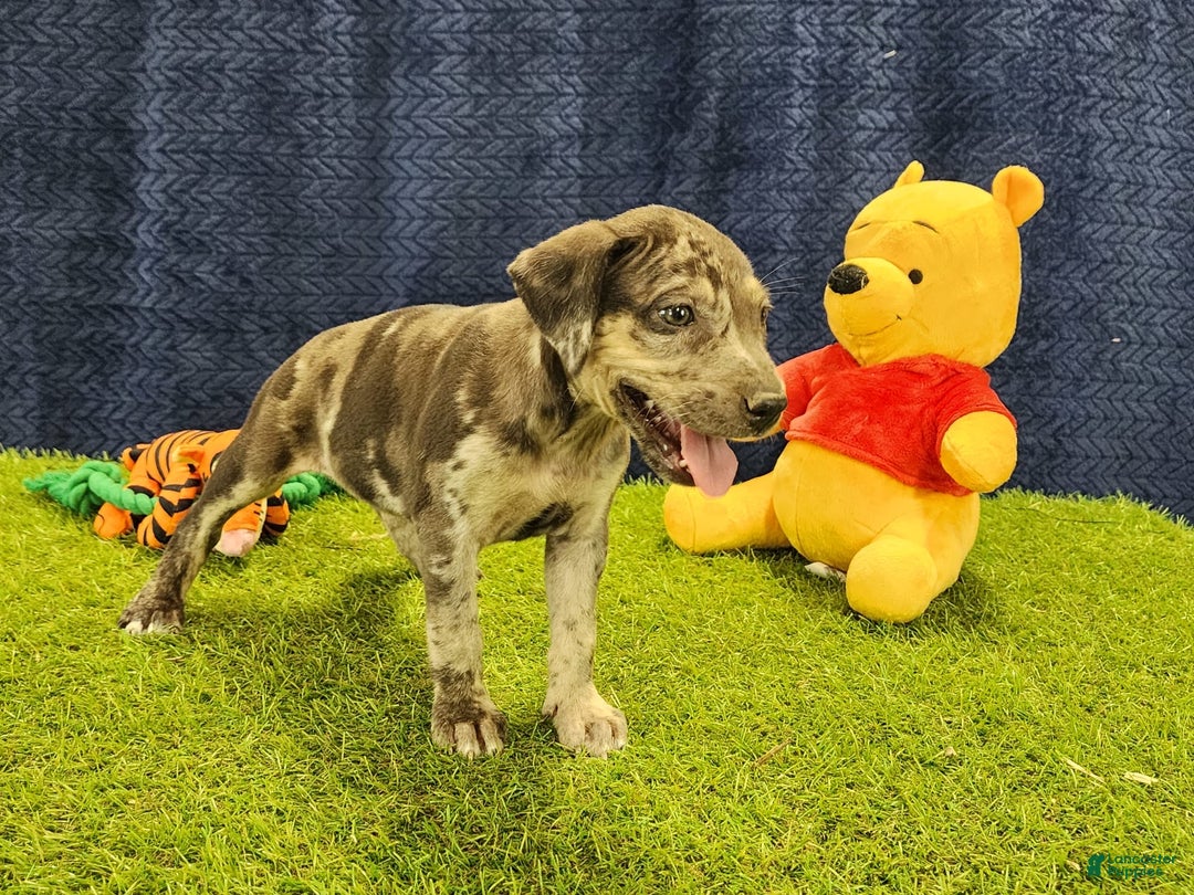 Catahoula Leopard Dog dogs for sale: Duchess 2025 Female 6 - Image 18