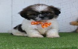 Shih Tzu dogs for sale: Simon - Image 4